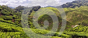 Cameron Highlands Tea Plantation Panorama