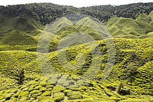 Cameron Highlands tea plantations, Malaysia