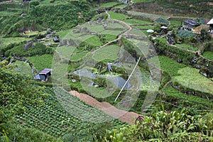 Cameron Highlands Vegetable Fields