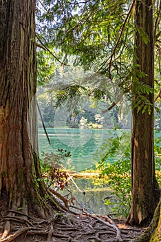 Cameron lake and  Cathedral Grove, MacMillan Provincial Park, Vancouver island, British Columbia Canada