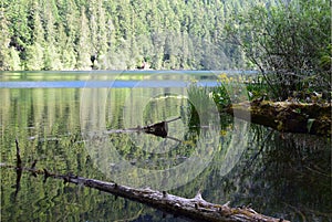 Cameron lake landscape at the Cathedral Grove