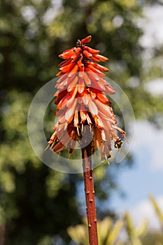 Cameron's Ruwari Aloe (Aloe cameronii) flower