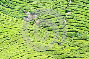 Cameron tea plantation