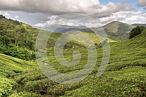 Cameron tea plantations
