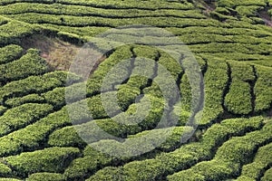 Cameron tea plantations