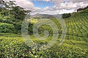 Cameron tea plantations