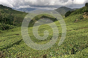 Cameron tea plantations