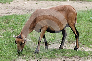 Cameroon dwarf blackbelly sheep