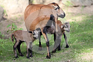 Cameroon dwarf blackbelly sheep