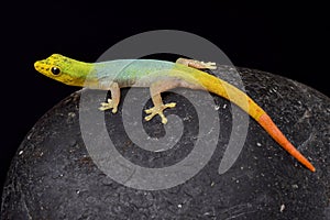 Cameroon dwarf gecko (Lygodactylus conraui) photo