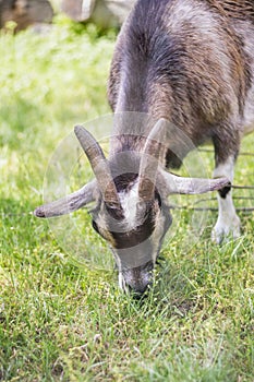Cameroon dwarf goat photo