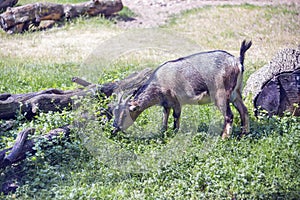 Cameroon dwarf goat photo