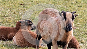 Cameroon ewe sheep with lambs