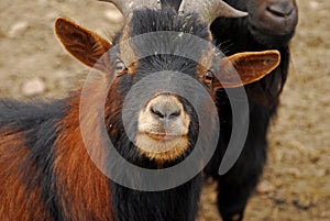 The Cameroon goat or African pygmy goat is a breed of miniature domestic goat