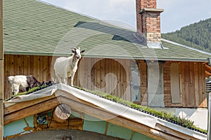 Cameroon mini goats on the roof.
