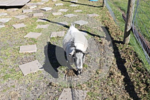 Cameroon Pygmy goat also known as Cameroon Dwarf Goat, originated in Cameroon Valley of West Africa