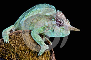 Cameroon sailfin chameleon / Trioceros montium