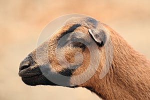 Cameroon sheep