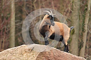 Cameroon sheep photo