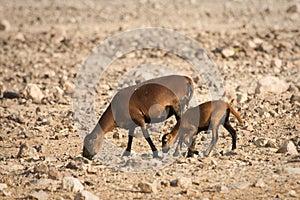 Cameroon Sheep baby