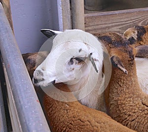 Cameroon sheep closeup