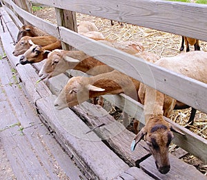 Cameroon sheep closeup