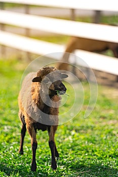 Cameroon sheep eat grass and grazing in paddock or zoo cage.