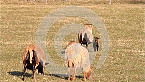 Cameroon sheep family walking on meadow