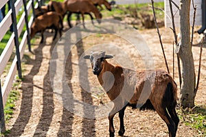 Cameroon sheep is grazing in paddock or zoo cage.