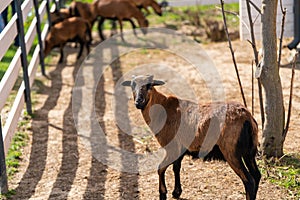 Cameroon sheep is grazing in paddock or zoo cage. photo