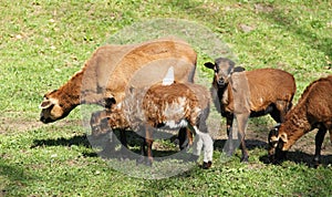 Cameroon sheep with lambs