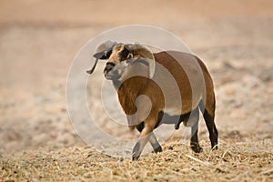 Cameroon Sheep male photo