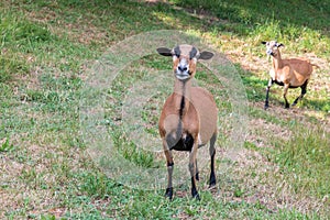 Cameroon sheep on the meadow