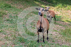 Cameroon sheep on the meadow