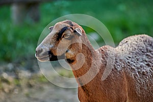 Cameroon sheep Ovis aries cameroon