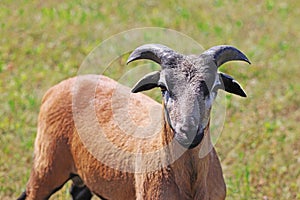 Cameroon sheep, young ram, on a pasture
