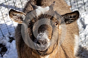 Cameroonian goat. Dwarf domestic goat. Capra hircus.