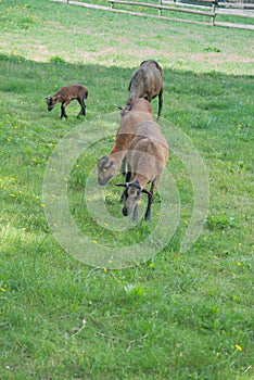 Cameroonian sheep grazing in a green meadow