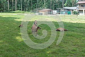 Cameroonian sheep grazing in a green meadow