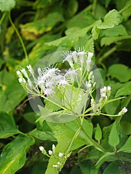 Camfhur grass flower or Siam weed