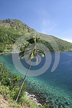 Camiguin island palm tree philippines photo