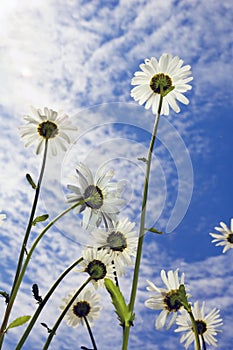 Camile on sky background