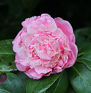 Camillia Japonica Debutante in Pink flower with water droplets from the rain