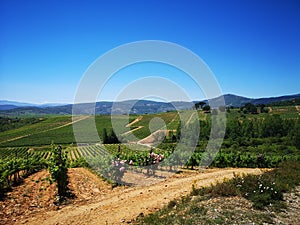Camino de Santiago / Day 18 / Wineyard Spain
