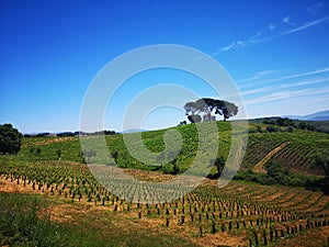 Camino de Santiago / Day 18 / Wineyard Spain