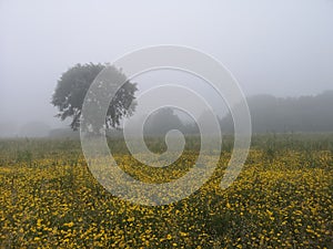 Camino de Santiago / Day 21 / Dawn Mist of Sarria, Spain