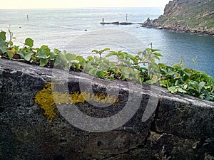 Camino de Santiago (Way of St. James) Yellow arrow.