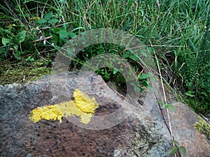 Camino de Santiago (Way of St. James) Yellow arrow.