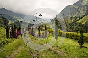 Camino en el valle de cocora, Salento. Eje cafetero, colombia photo