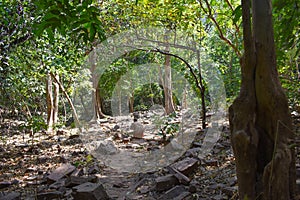 camino  en la selava , africa senegal photo